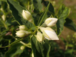 Image of sweet mock orange