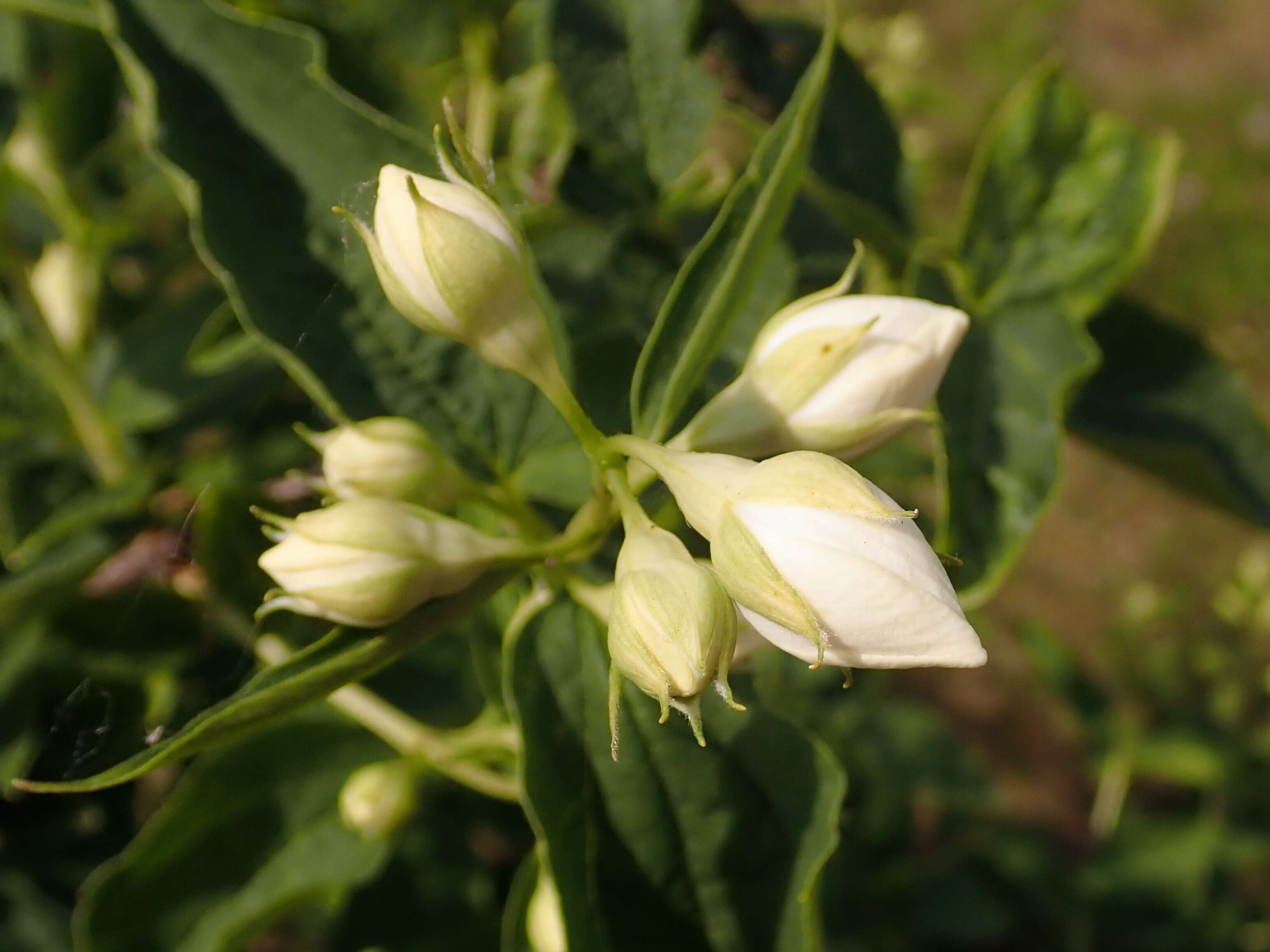 Image of sweet mock orange