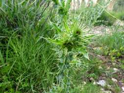 Image of Illyrian cottonthistle