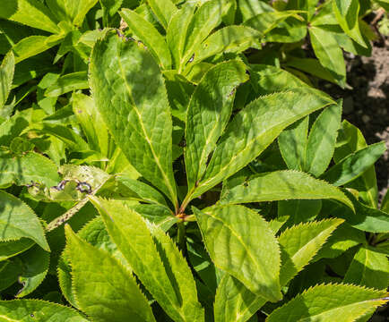 Image of Corsican hellebore