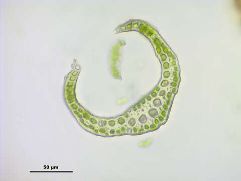 Image of denuded dicranodontium moss