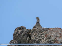 Image of Himalayan Snowcock