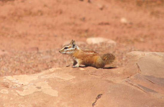 Image of Hopi Chipmunk