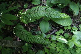 Image of hard shield-fern