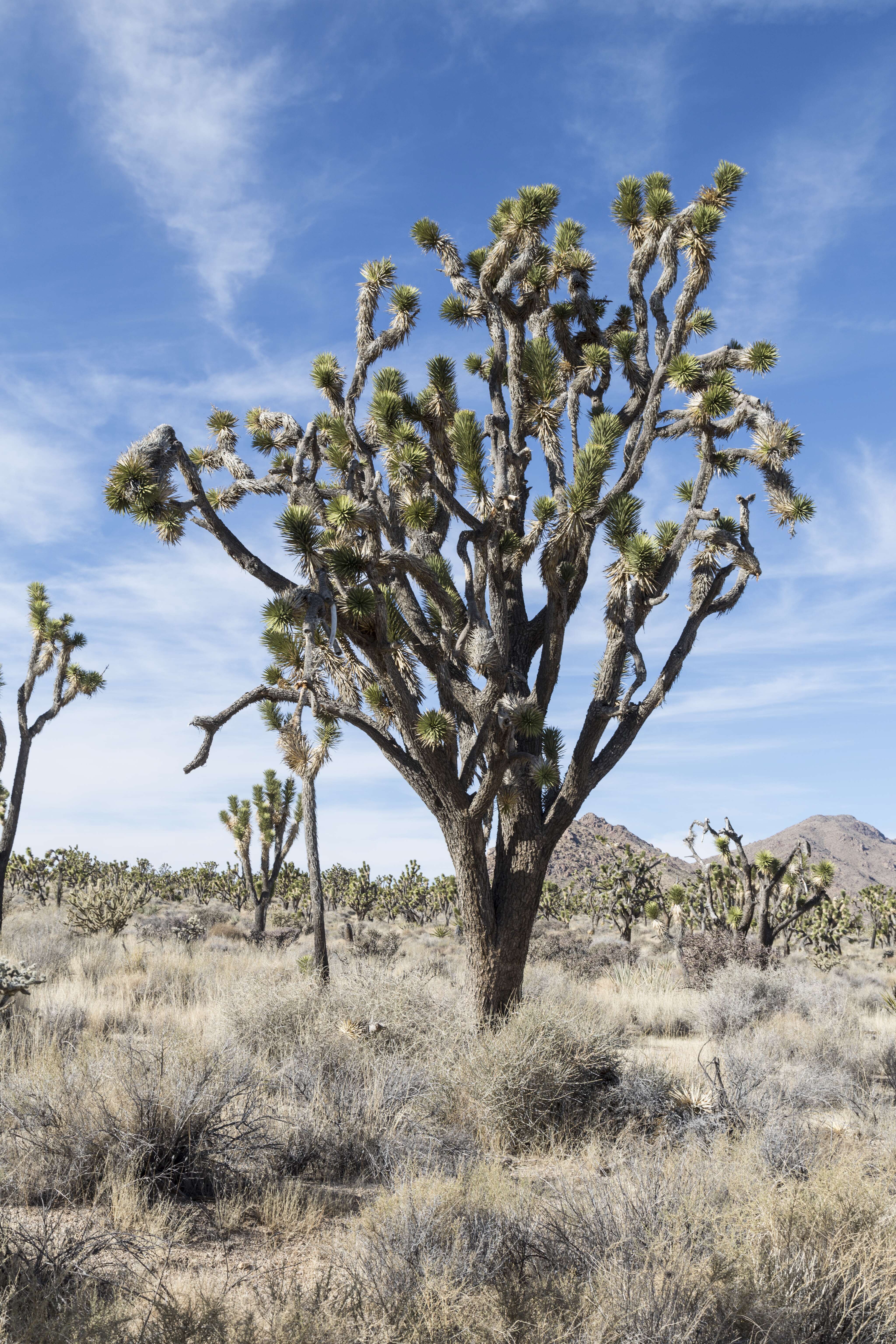 Слика од Yucca brevifolia Engelm.