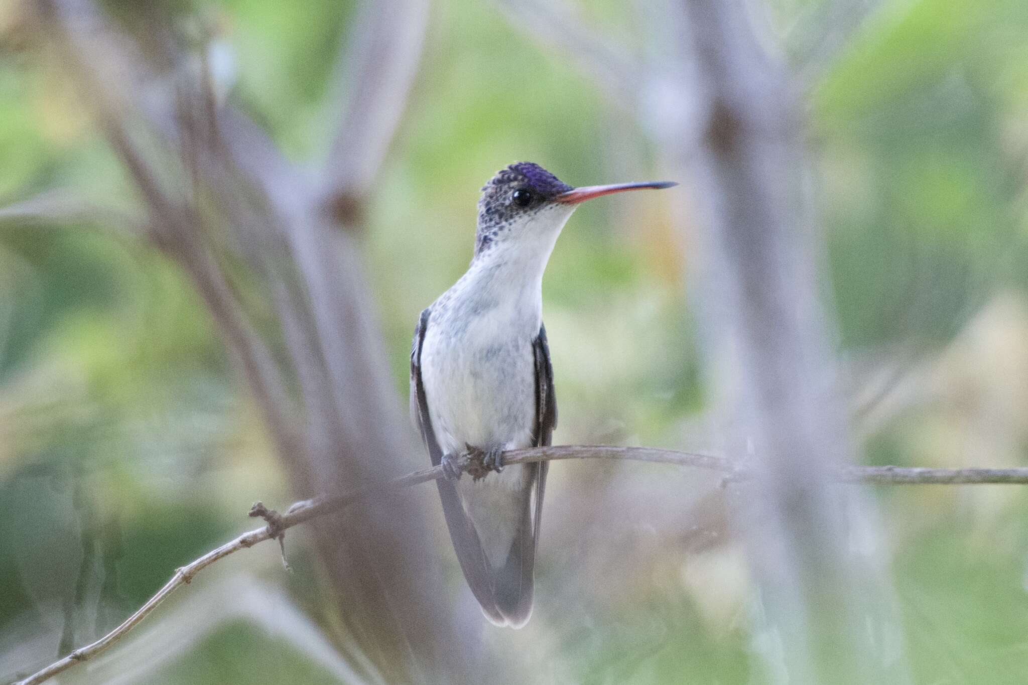 Image of Amazilia violiceps