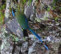 Image of Andean Motmot