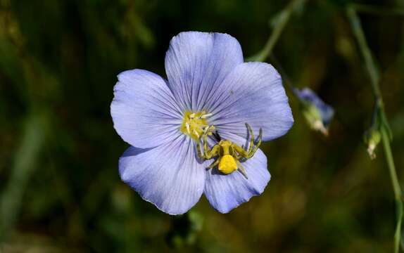 Image of Asian flax