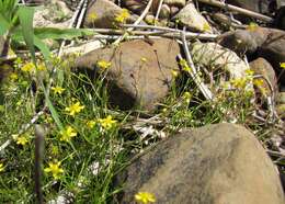 Ranunculus reptans L. resmi