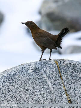 Image of Brown Dipper