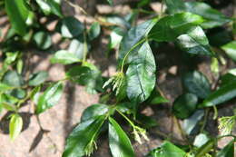 Image of Star-jasmine or Confederate-jasmine