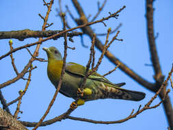 Image of Yellow-footed Green Pigeon