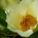 Imagem de Camellia euphlebia Merr. ex Sealy