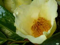 Image of Camellia euphlebia Merr. ex Sealy