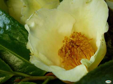 Imagem de Camellia euphlebia Merr. ex Sealy