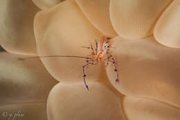 Image of Bubble coral shrimp