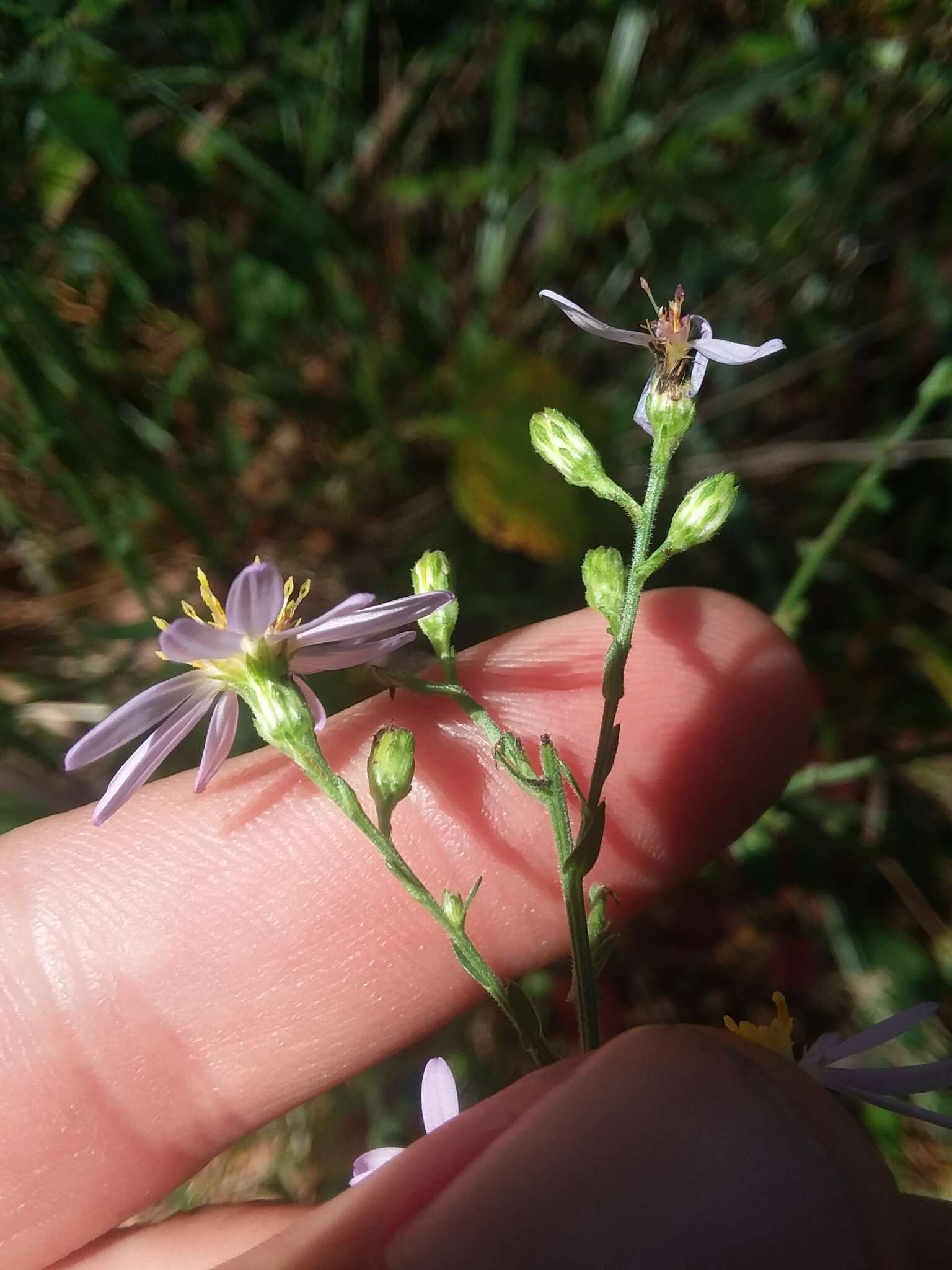 Image of wavyleaf aster