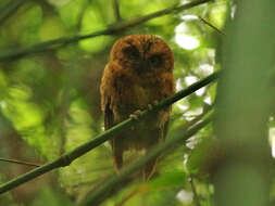 Image of Sao Tome Scops Owl