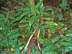 Image of Aglaonema costatum N. E. Br.