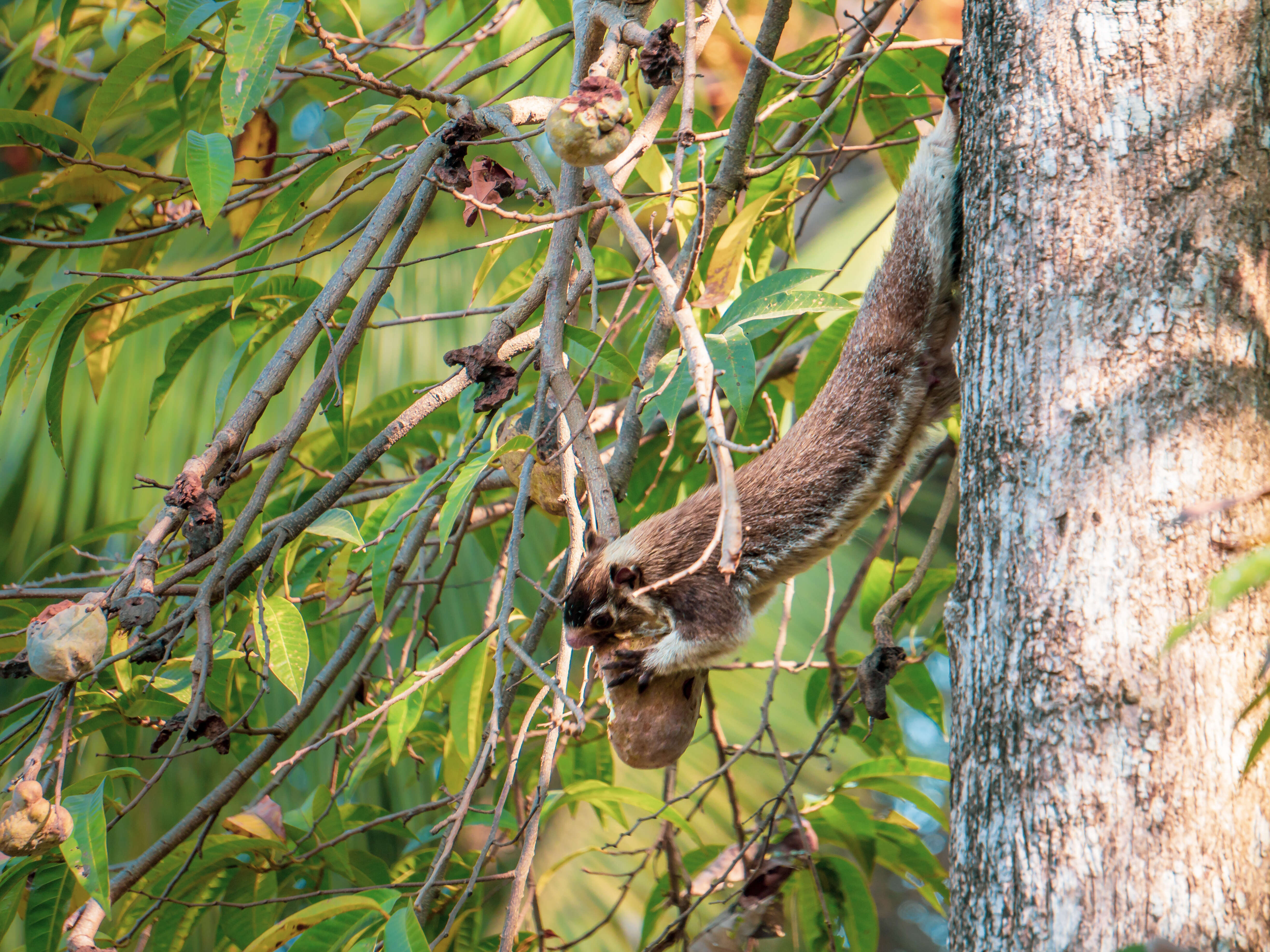 Image of Grizzled Giant Squirrel