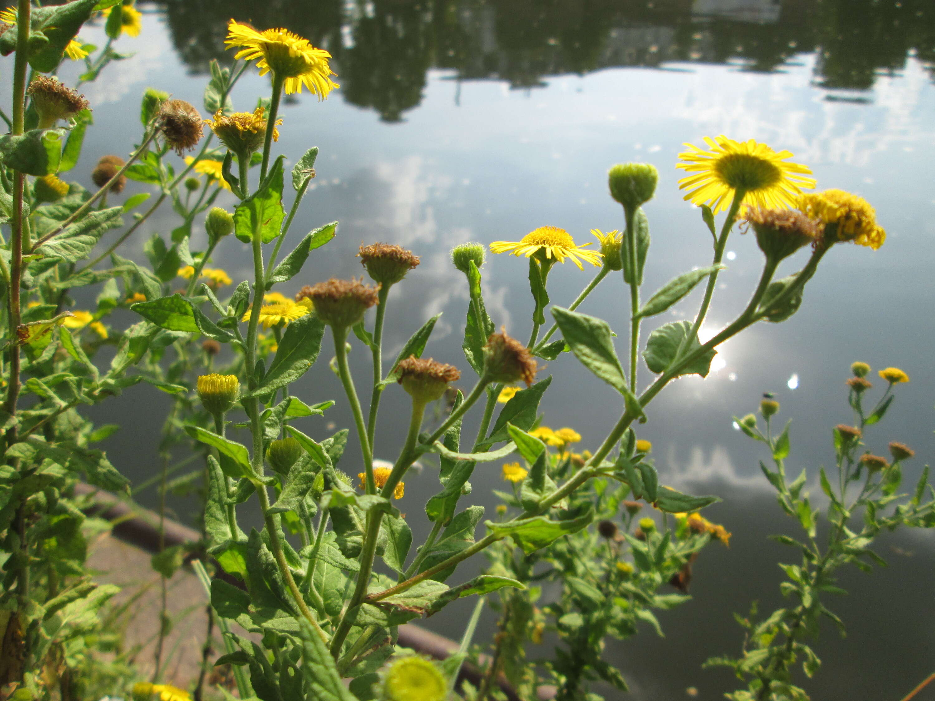 Image of common fleabane