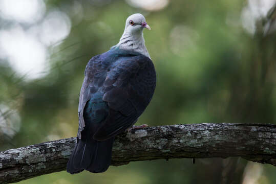 Image of White-headed Pigeon