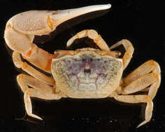 Image of Atlantic sand fiddler