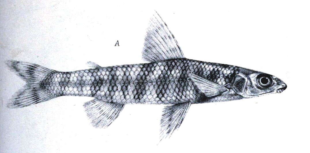 Image of Nannocharax