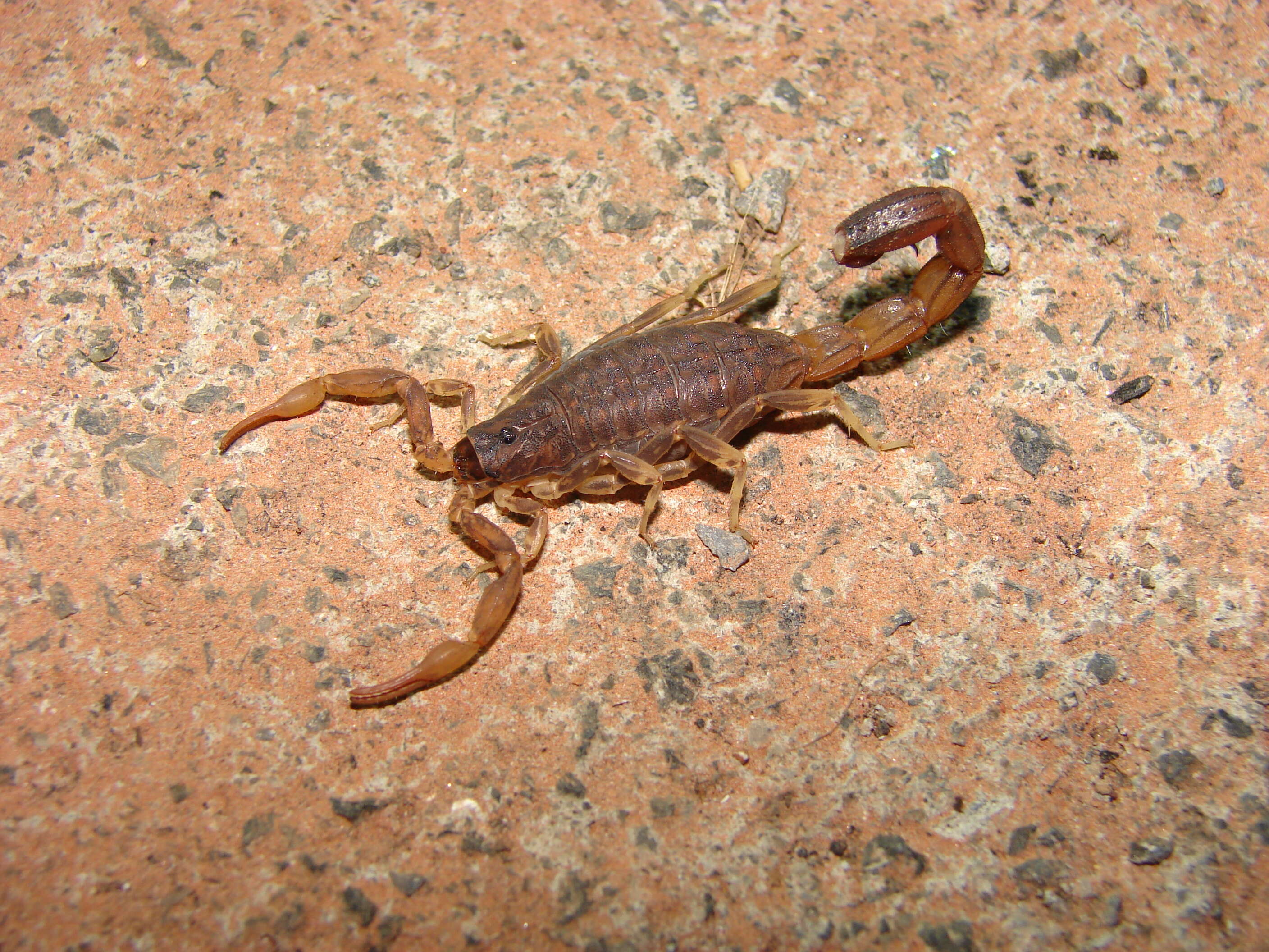 Image of Heterometrus bengalensis (C. L. Koch 1841)