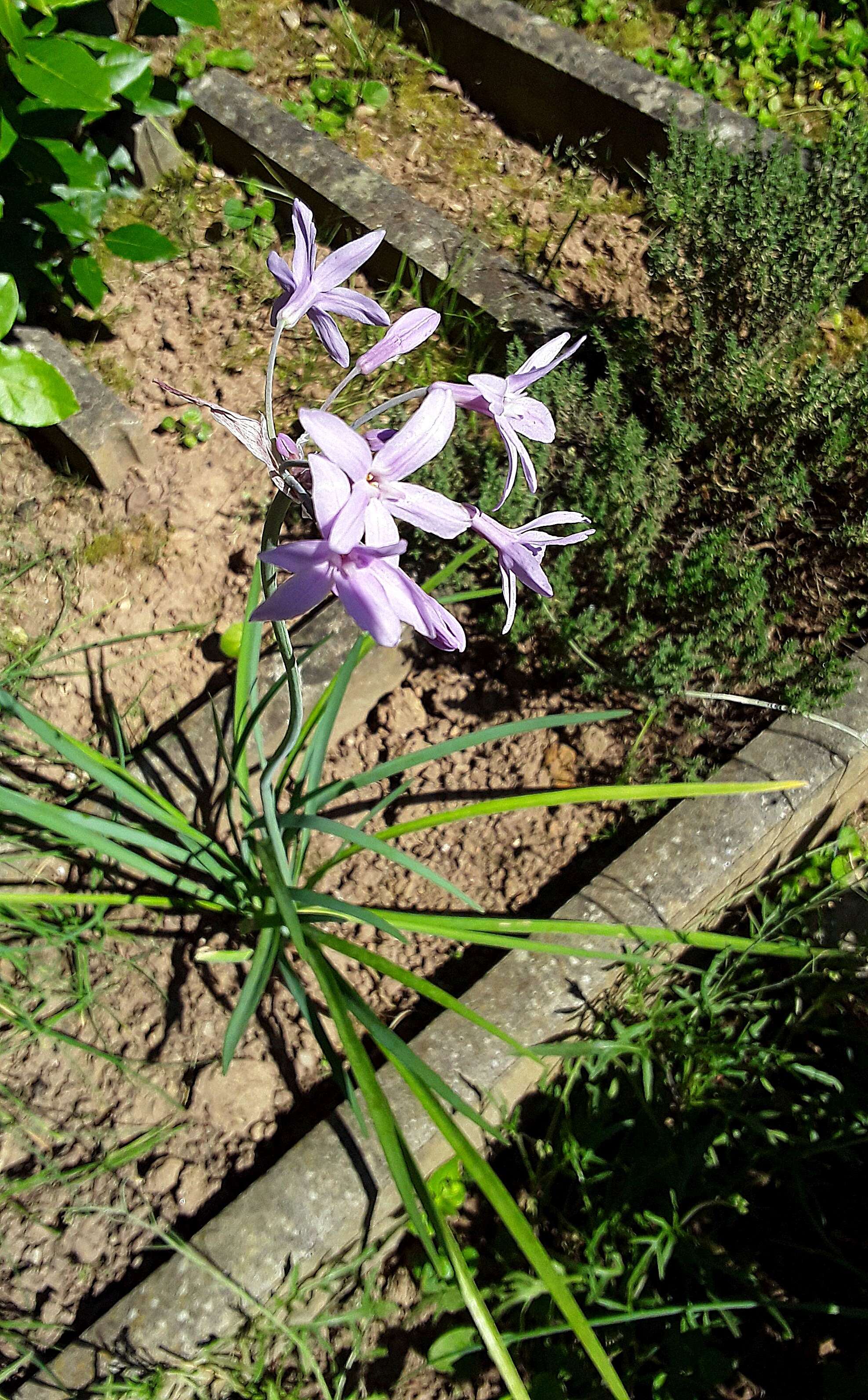 Tulbaghia violacea Harv. resmi