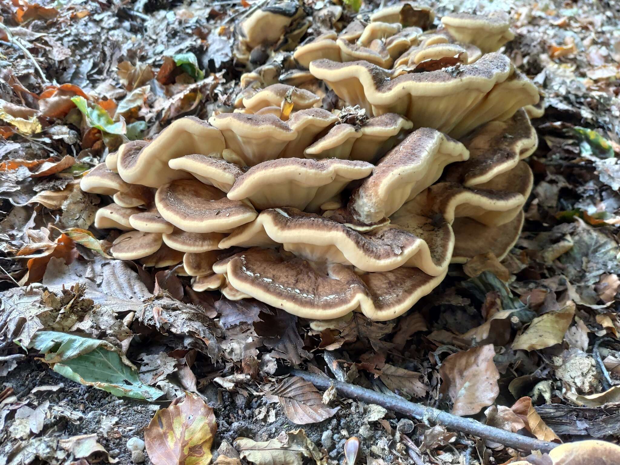 Image de Polypore géant