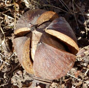 Image of shellbark hickory