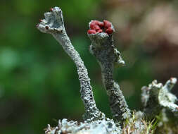 Image of Cladonia coccifera