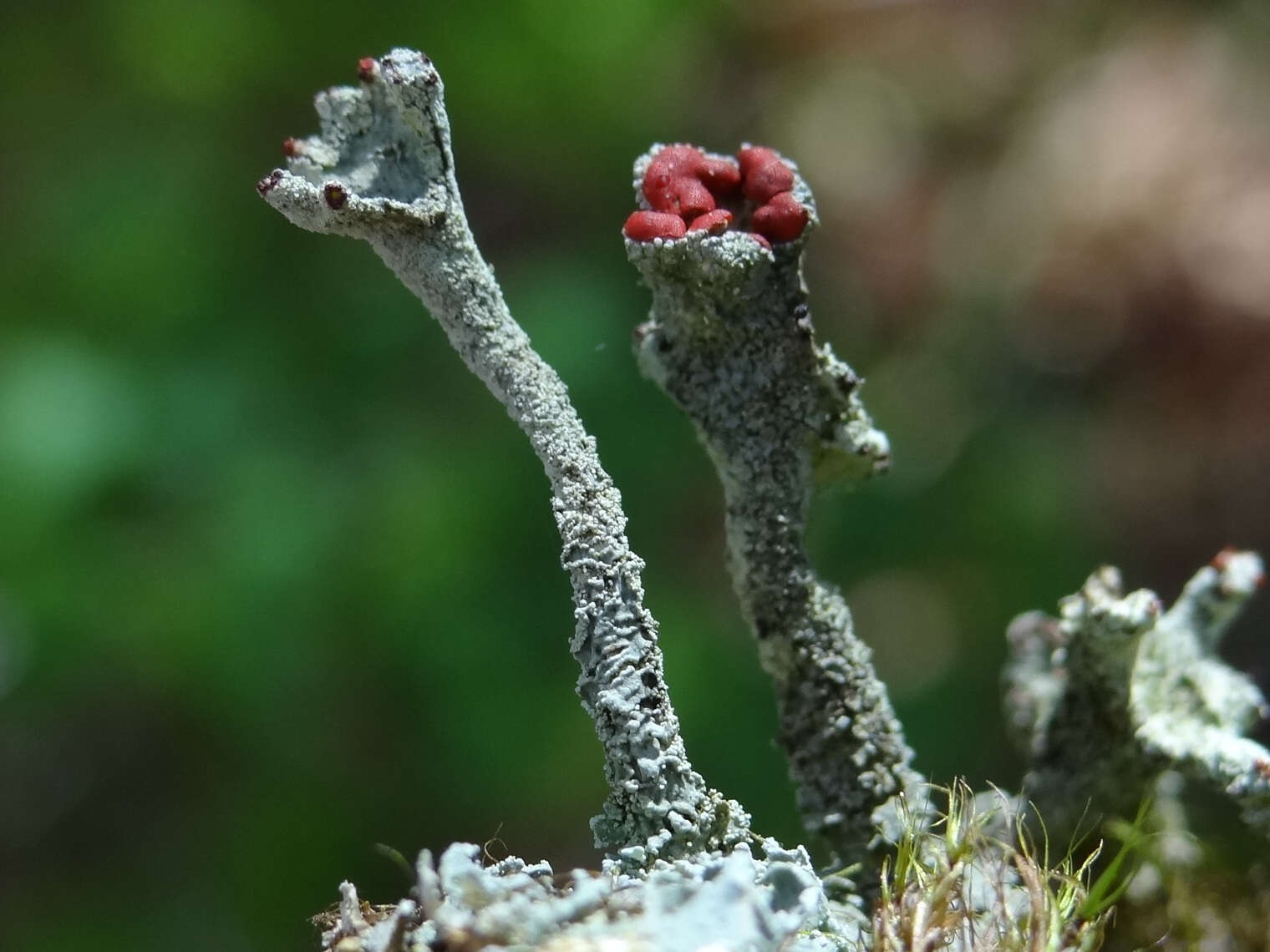 Image of Cladonia coccifera