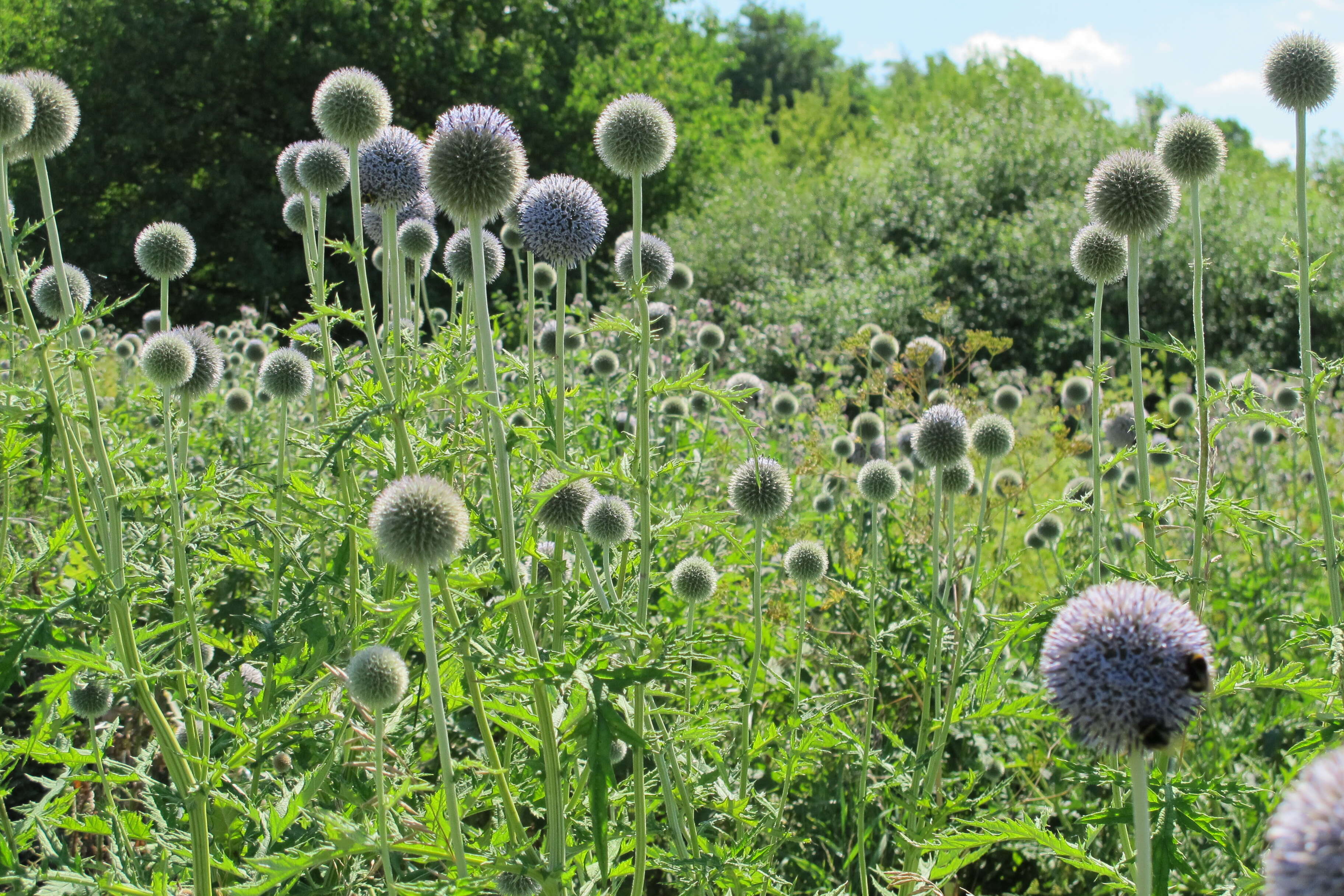 Image of tall globethistle