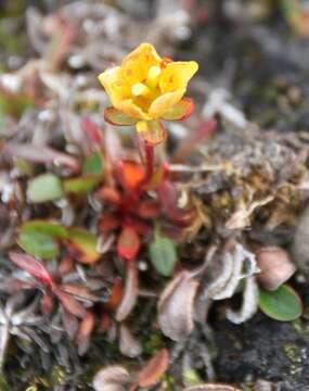 Imagem de Saxifraga platysepala (Trautv.) Tolm.