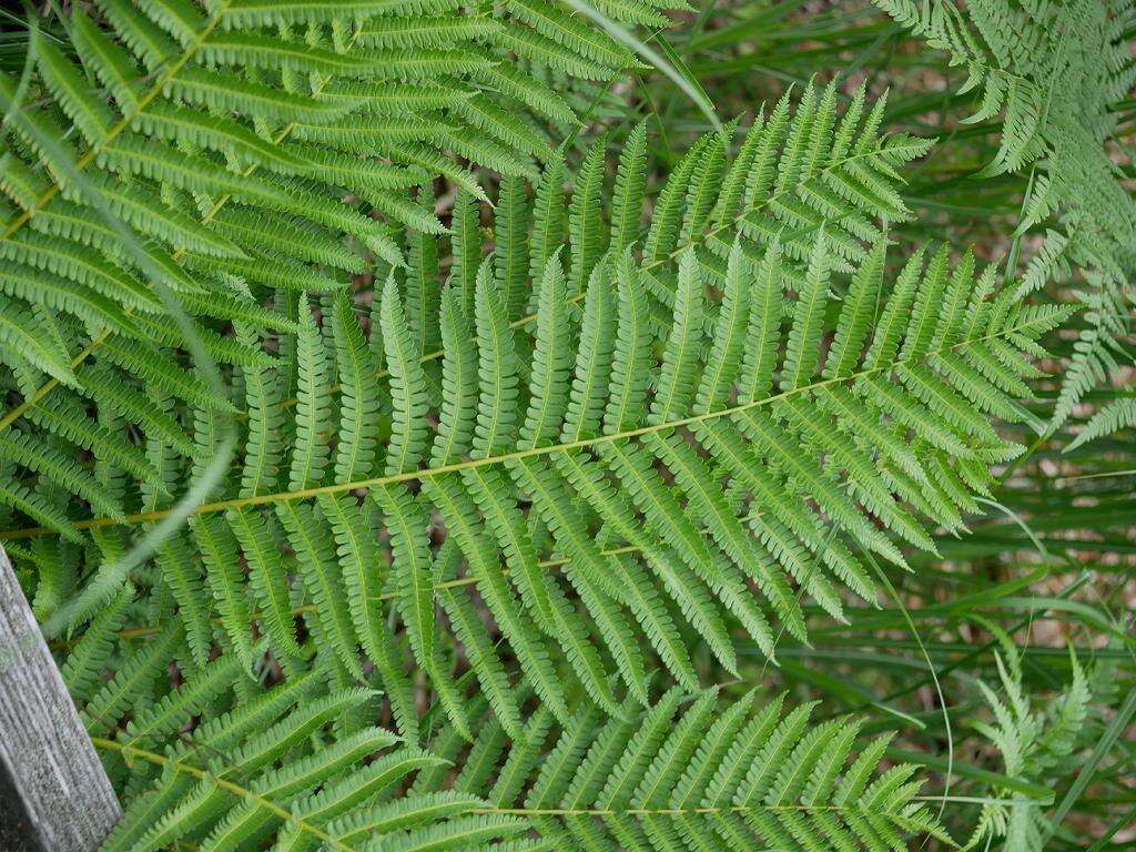 Image of Osmundastrum cinnamomeum Presl