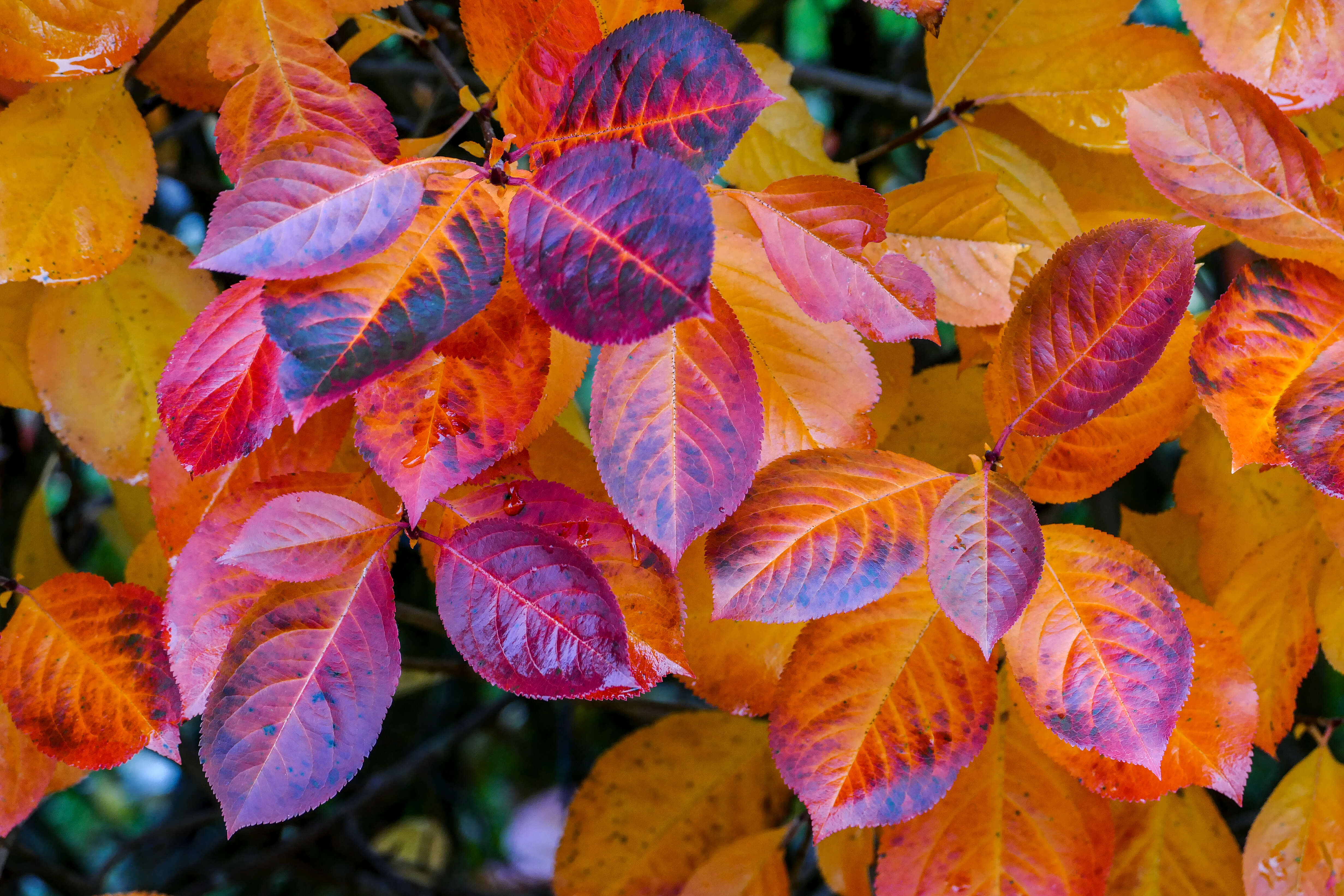 Image of Black Chokeberry