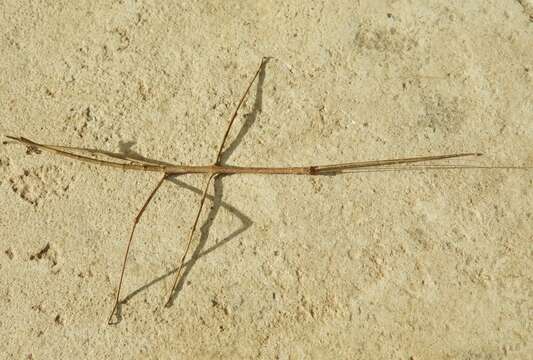 Image of Phasmatodea