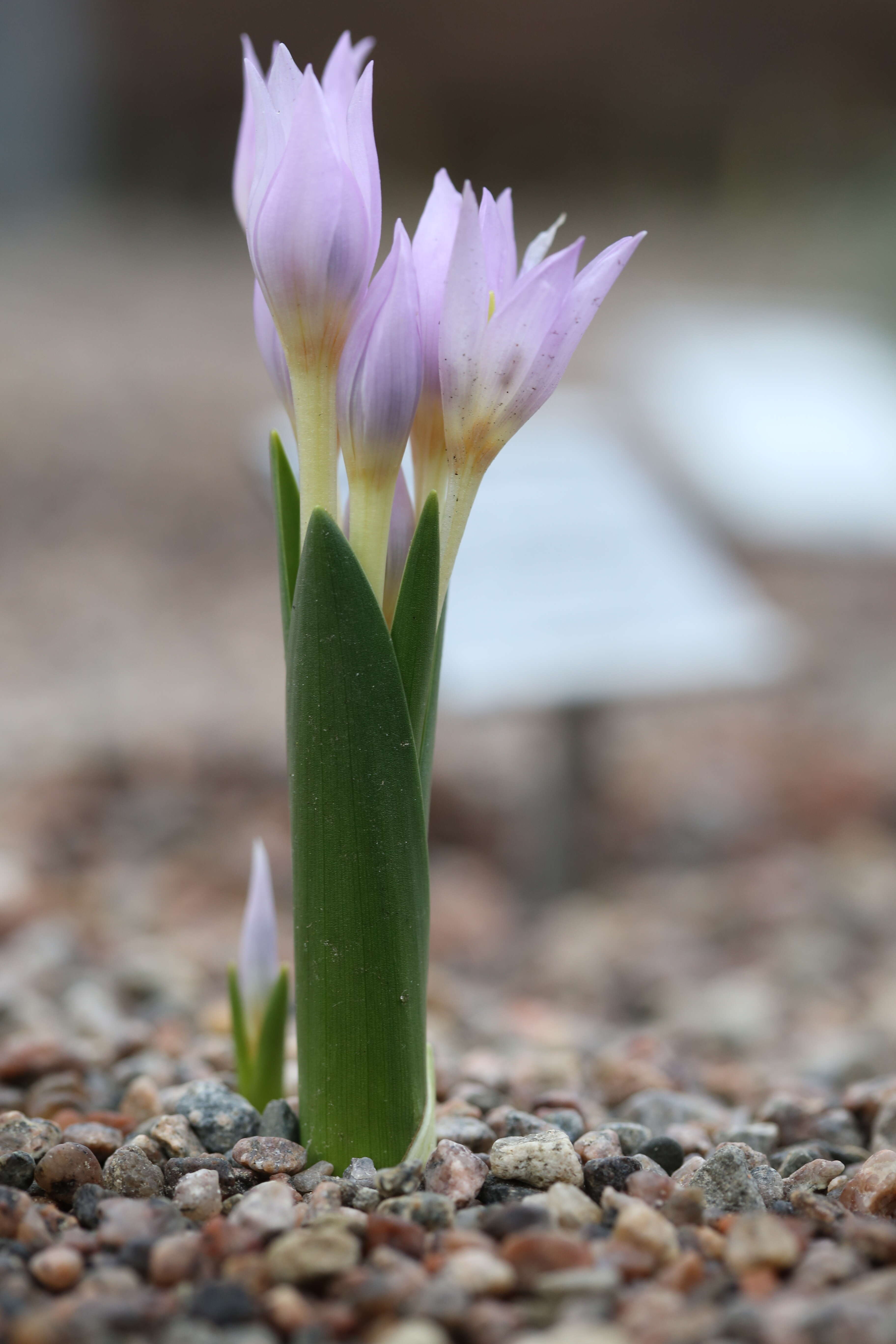 Image of Colchicum szovitsii Fisch. & C. A. Mey.