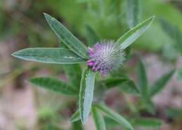 Imagem de Trifolium alpestre L.