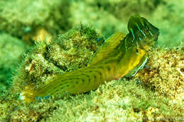 Image of Oyster Blenny