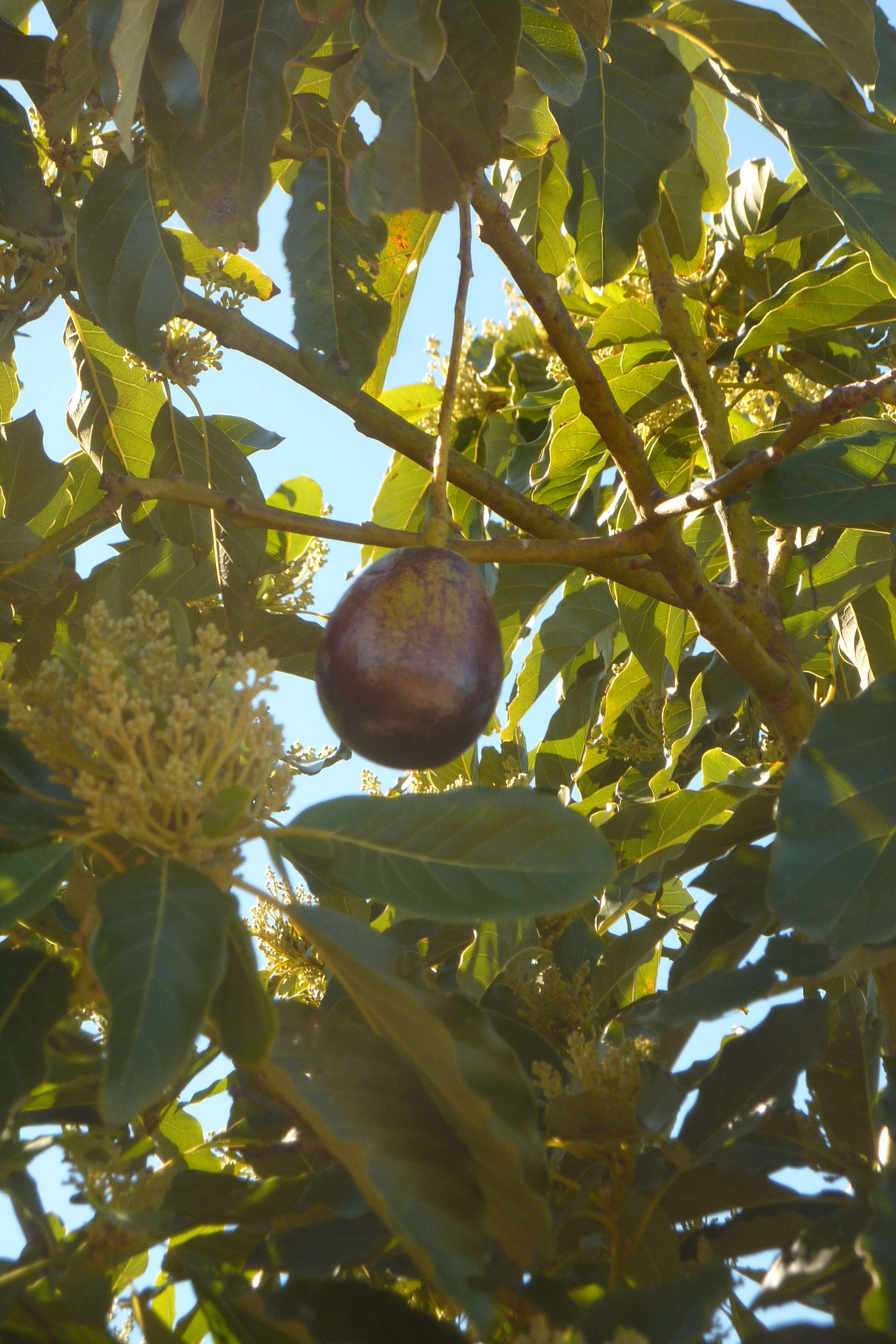 Image of avocado