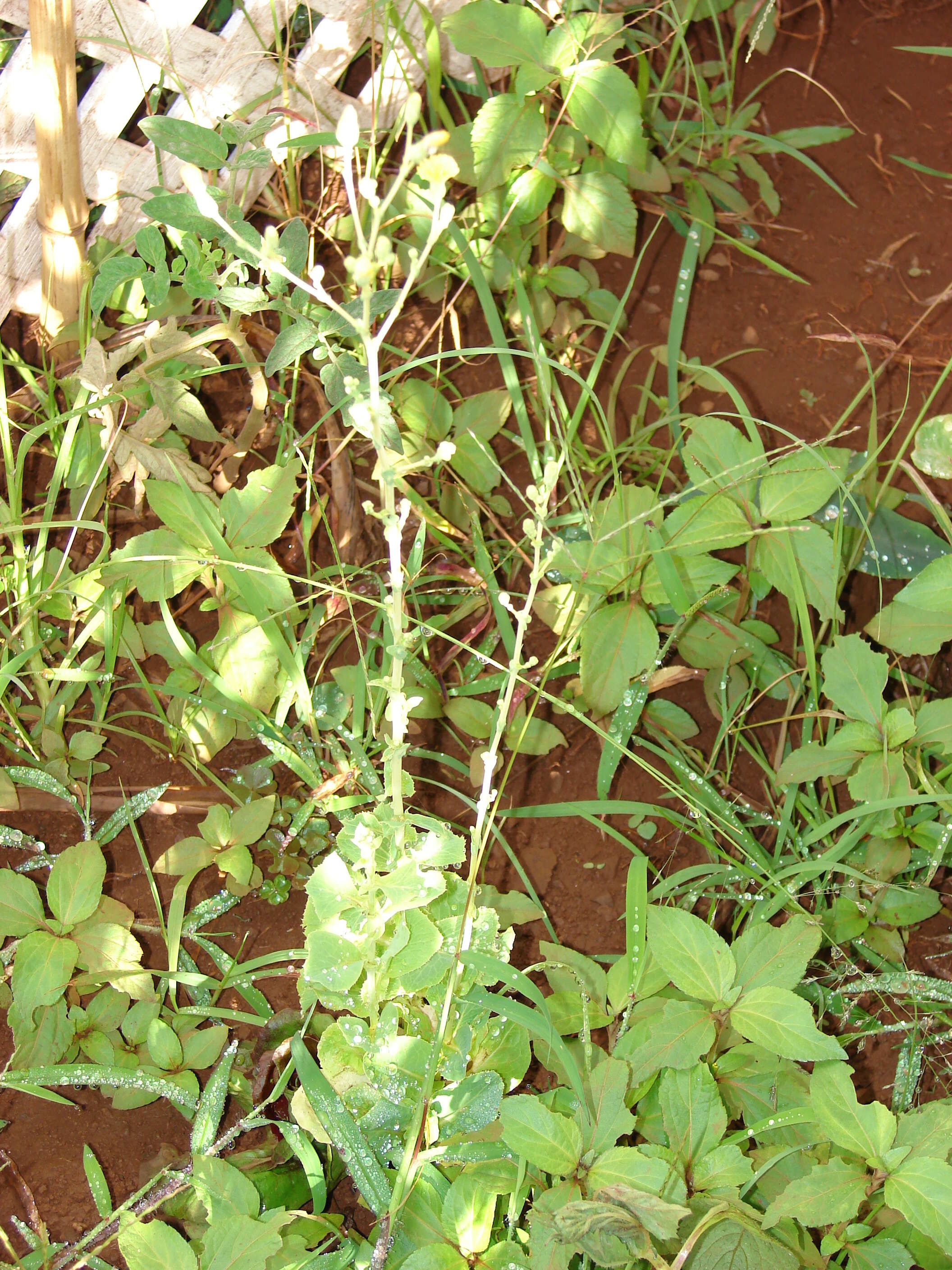 Image of garden lettuce