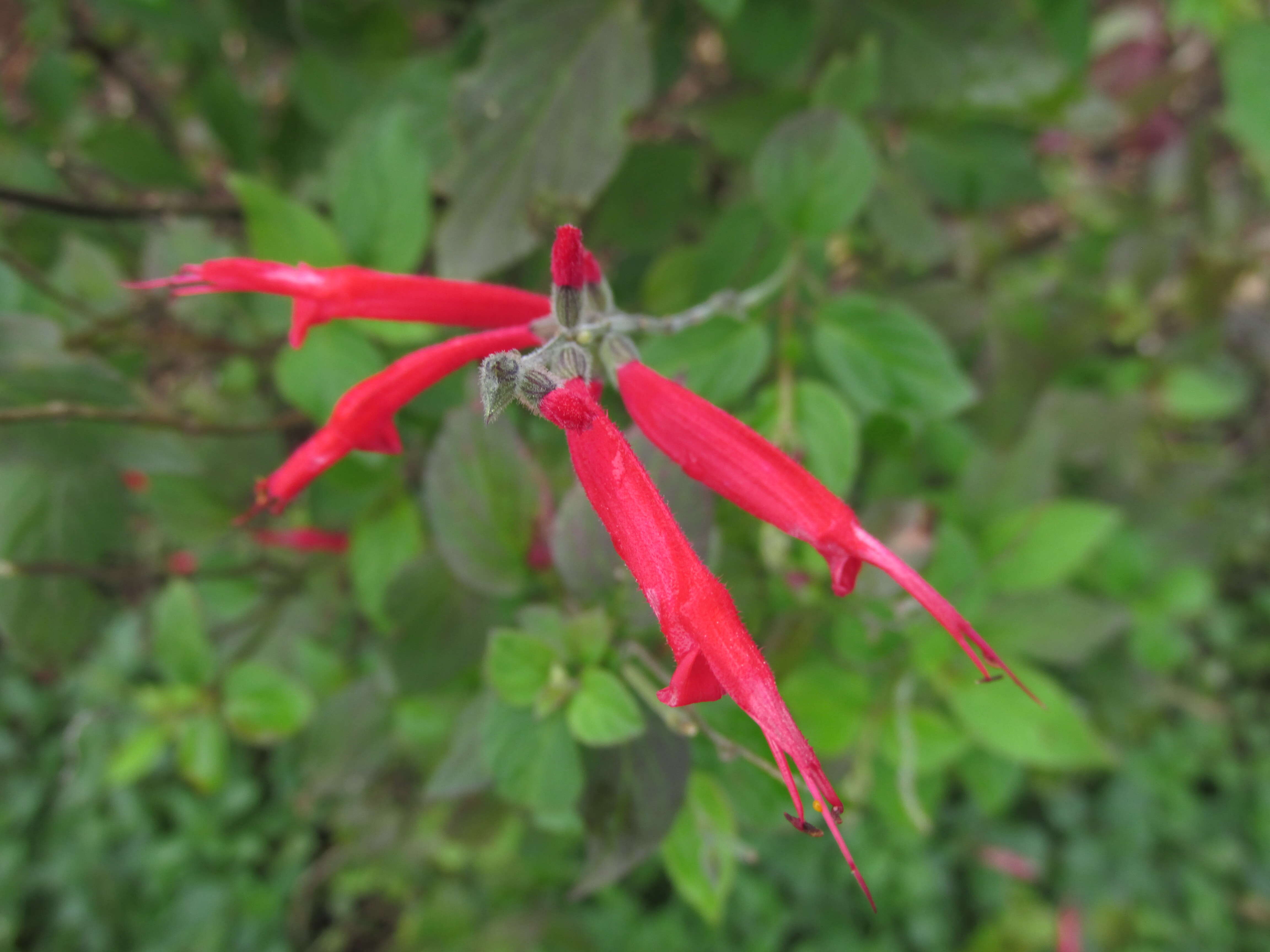 Image of pineapple sage