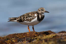 Image of Ruddy Turnstone