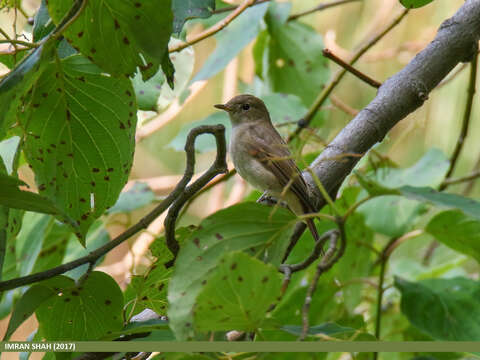 Image of Rusty-tailed Flycatcher