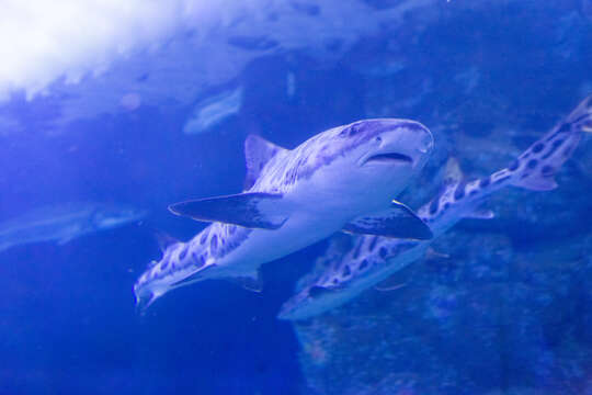 Image of Leopard Shark