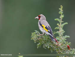 Image of European Goldfinch