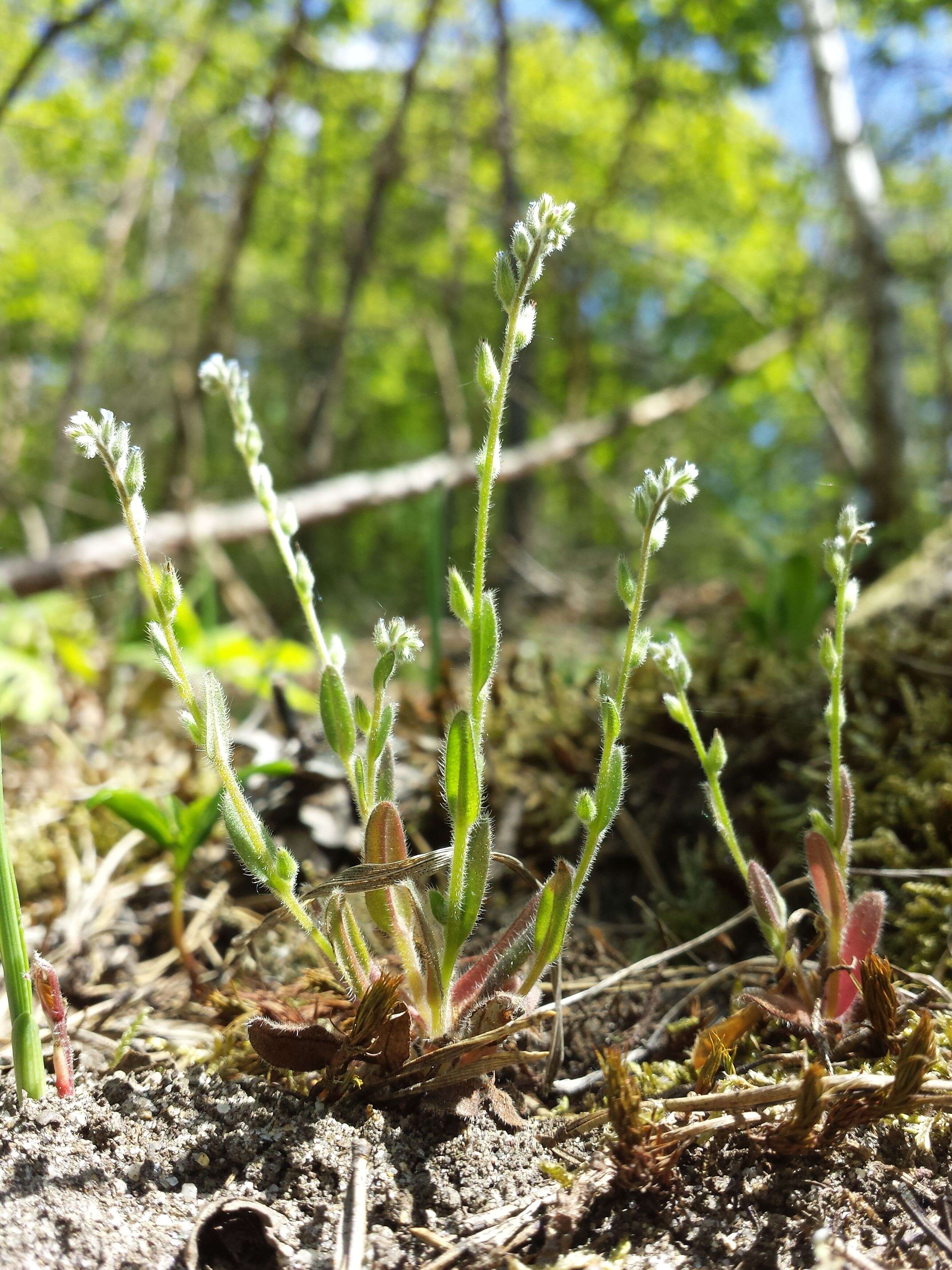 Image of strict forget-me-not